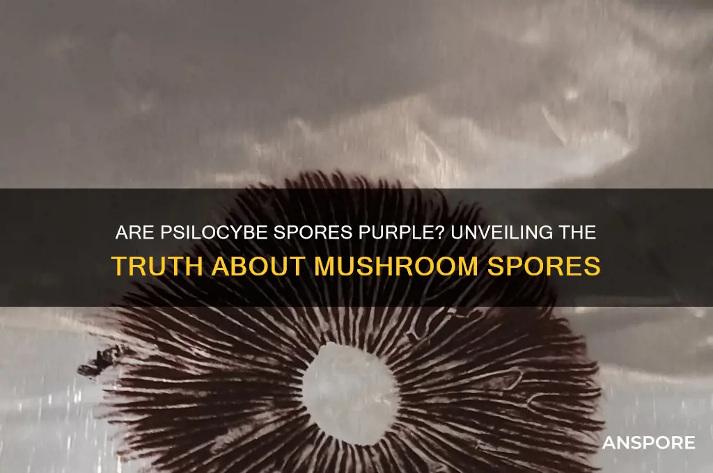 are psilocybe spores purple