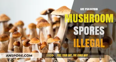 Are Psilocybin Mushroom Spores Illegal? Understanding the Legal Landscape