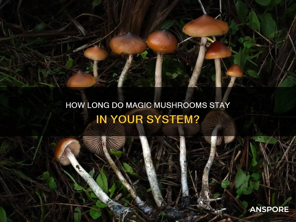 are psilocybin mushrooms detectable