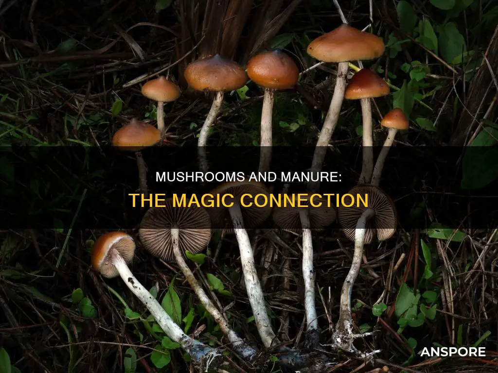 are psilocybin mushrooms dung loving