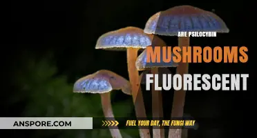 Psilocybin Mushrooms: Fluorescent or Not?