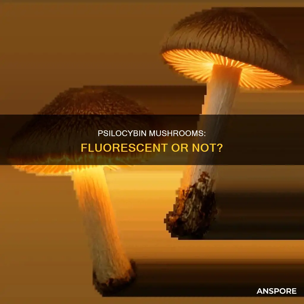 are psilocybin mushrooms fluorescent