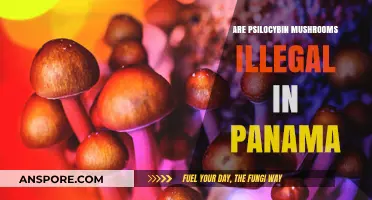 Psilocybin Mushroom Laws in Panama: What's the Verdict?