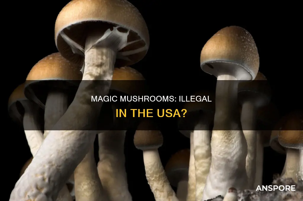 are psilocybin mushrooms illegal in the united states
