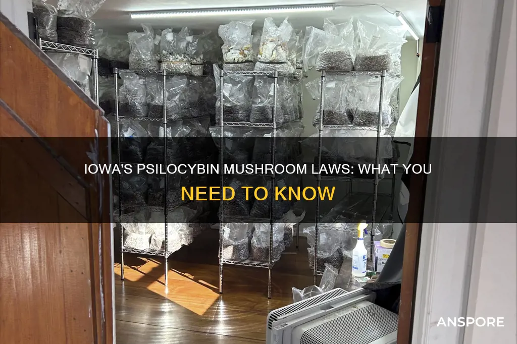 are psilocybin mushrooms in iowa