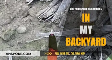 Psilocybin Mushrooms: Your Backyard's Magical Discovery