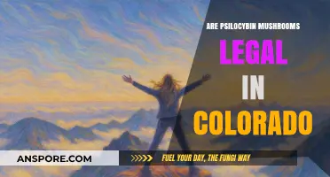 Are Psilocybin Mushrooms Legal in Colorado? Current Laws Explained