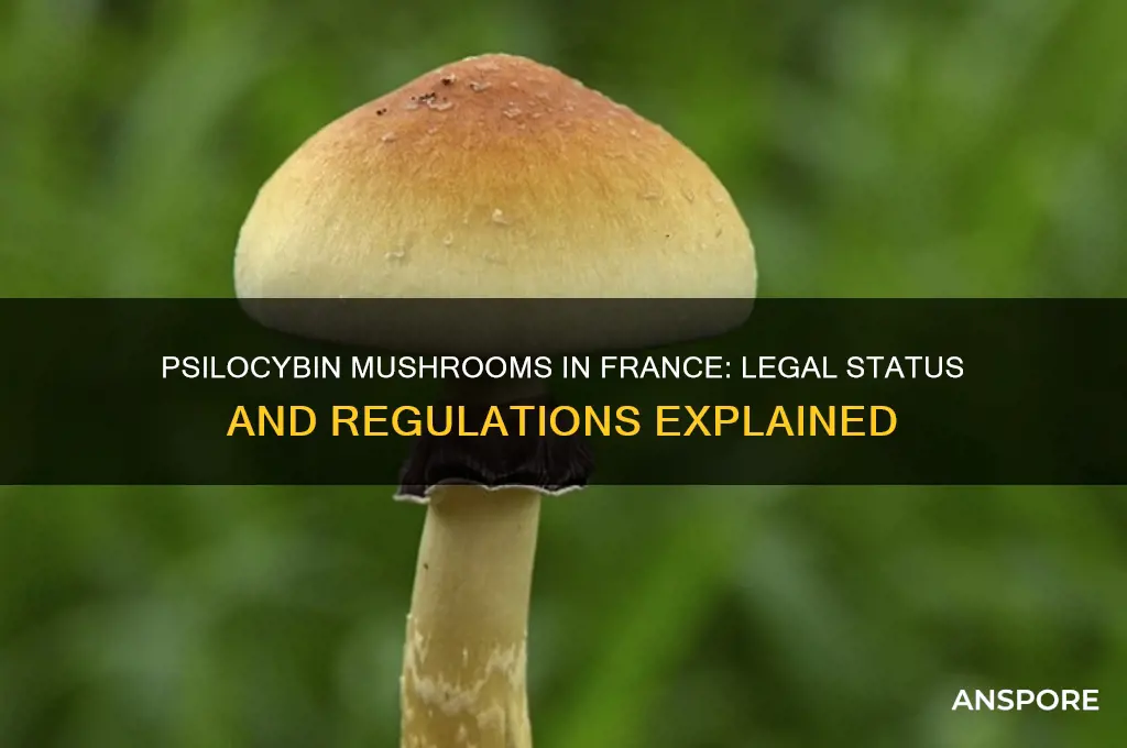 are psilocybin mushrooms legal in france