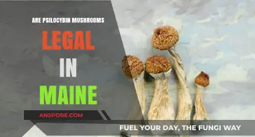Are Psilocybin Mushrooms Legal in Maine? Current Laws Explained
