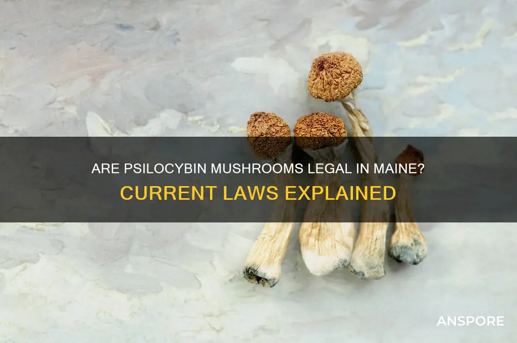 are psilocybin mushrooms legal in maine