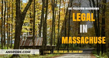 Psilocybin Mushrooms in Massachusetts: Legal Status and Regulations Explained