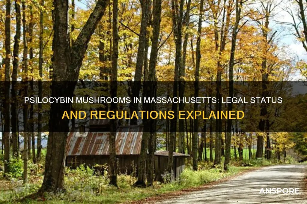 are psilocybin mushrooms legal in massachusetts
