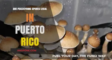 Psilocybin Spores in Puerto Rico: Legal Status Explained