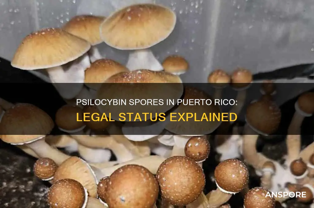 are psilocybing spores legal in puerto rico