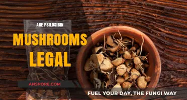 Are Psilocybin Mushrooms Legal? Exploring Global Laws and Regulations