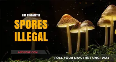Are Psilocybin Spores Illegal? Understanding the Legal Landscape