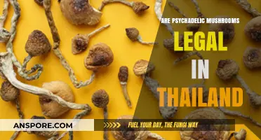Are Psychedelic Mushrooms Legal in Thailand? Exploring Current Laws