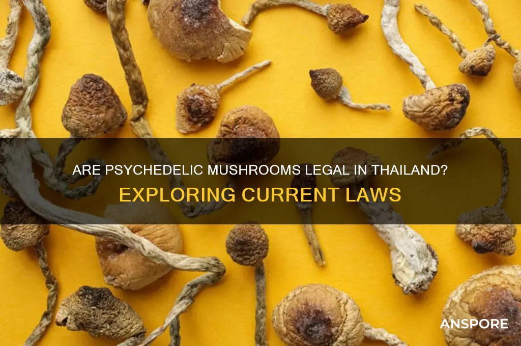 are psychadelic mushrooms legal in thailand
