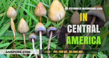 Exploring Psychedelic Mushroom Legality in Central America: What You Need to Know