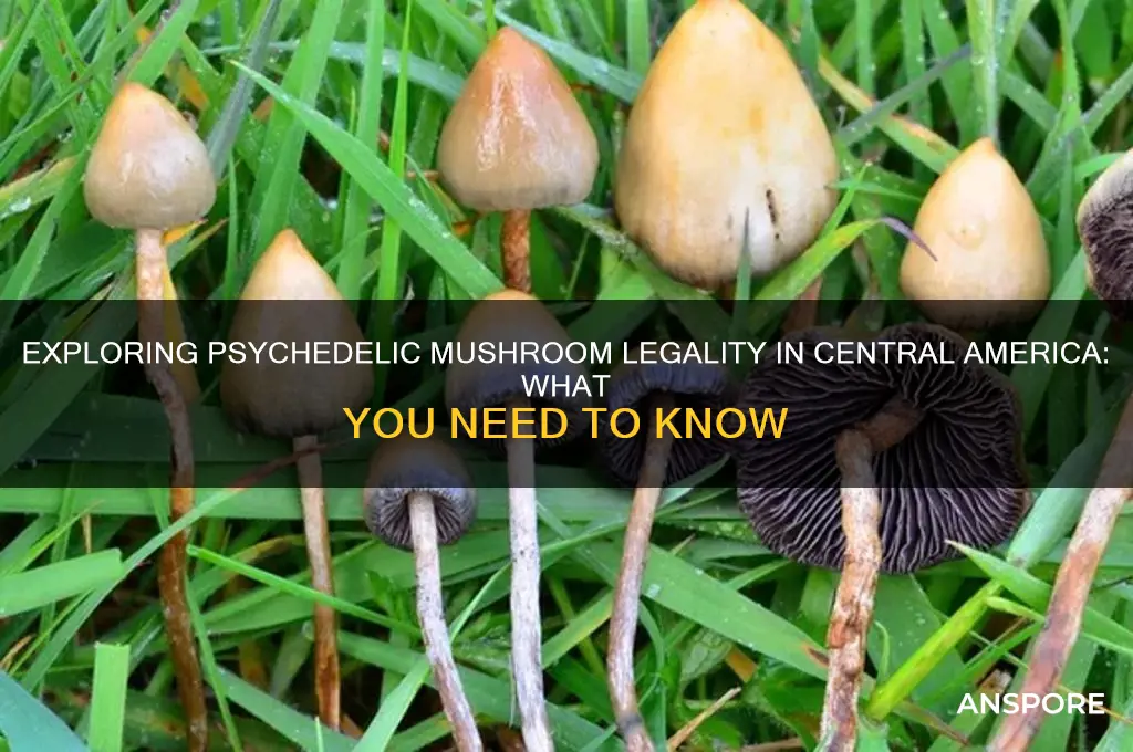 are psychdelic mushrooms legal in central america