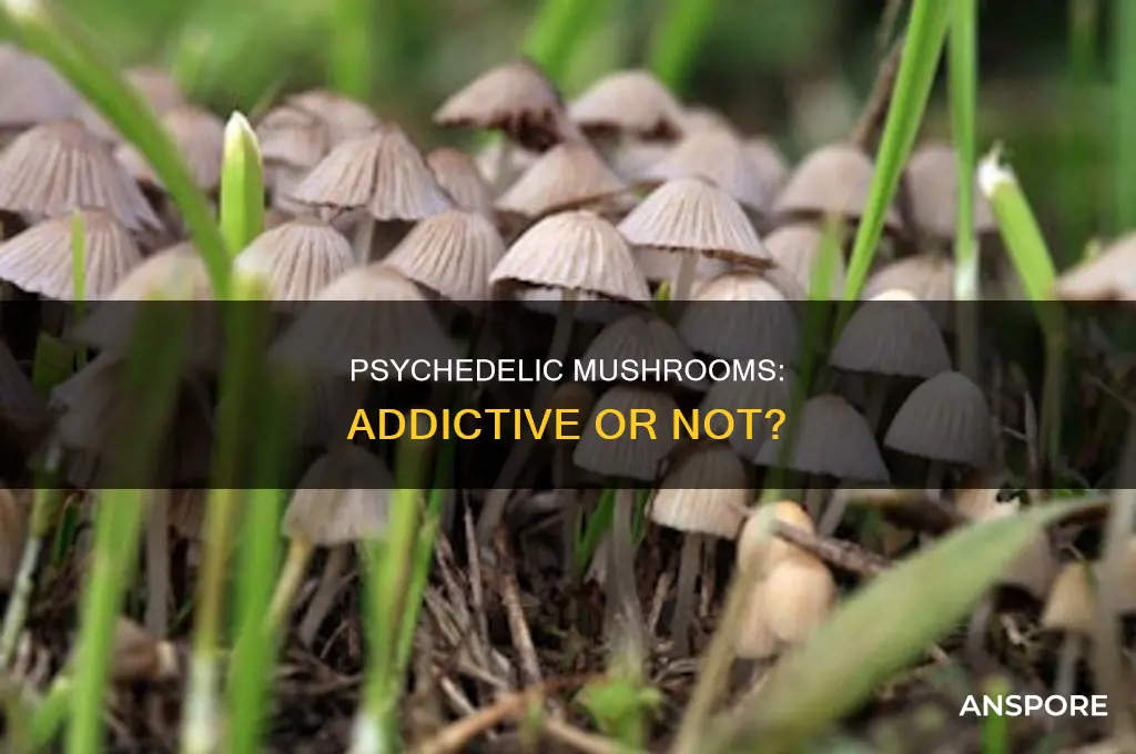 are psychedelic mushrooms an addictive drug