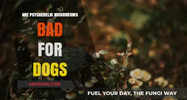 Psychedelic Mushrooms and Dogs: Potential Dangers and What to Know