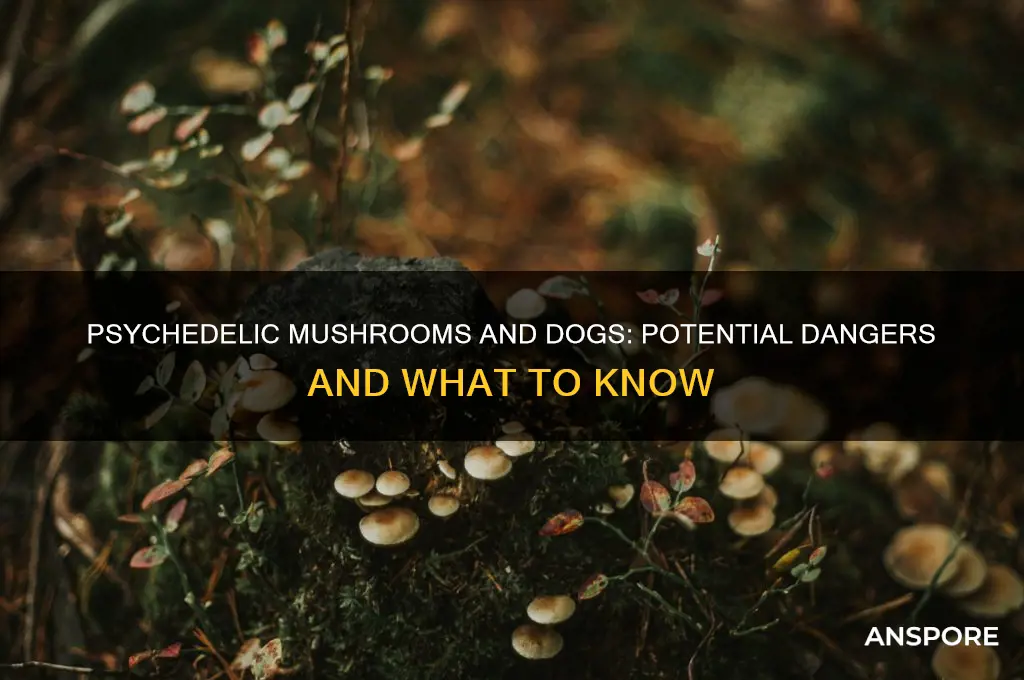 are psychedelic mushrooms bad for dogs