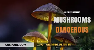 Psychedelic Mushrooms: Are They Safe or Dangerous?