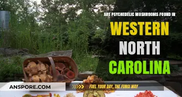 Where to Find Psychedelic Mushrooms in Western North Carolina
