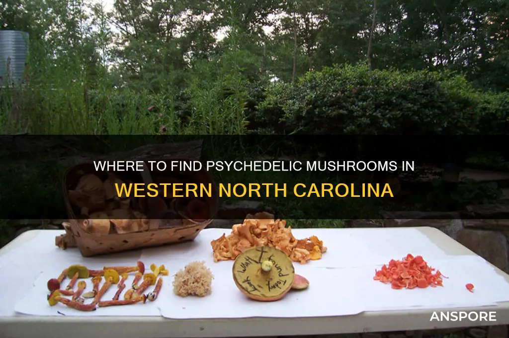 are psychedelic mushrooms found in western north carolina