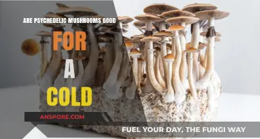 Can Psychedelic Mushrooms Boost Immunity and Ease Cold Symptoms?