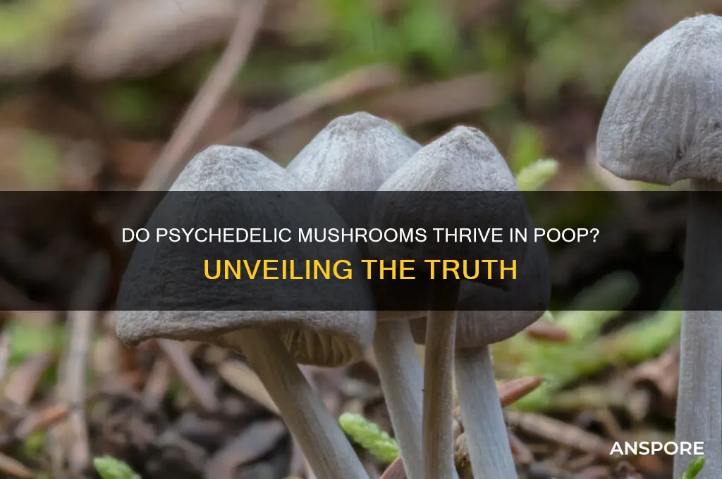 are psychedelic mushrooms grow in poop