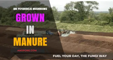 How Manure Helps Grow Magic Mushrooms