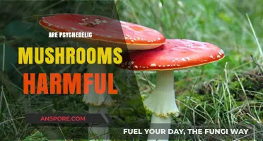 Psychedelic Mushrooms: Are They Safe or Not?