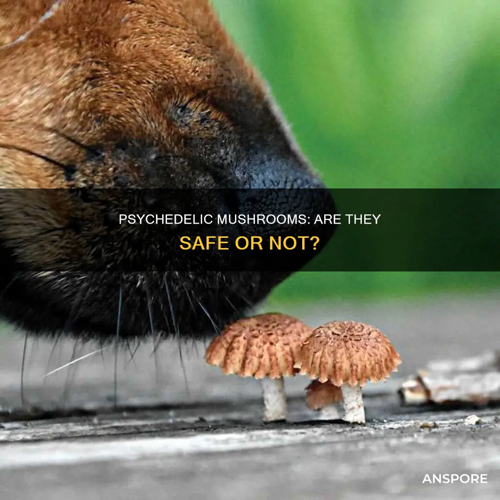 are psychedelic mushrooms harmful