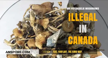 Are Psychedelic Mushrooms Illegal in Canada? Legal Status Explained