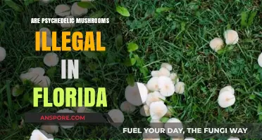 Psychedelic Mushrooms: Florida's Legal Stance Explored
