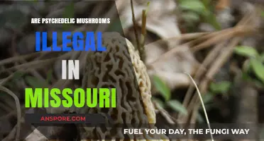 Missouri's Stance on Psychedelic Mushrooms: Legal or Illegal?