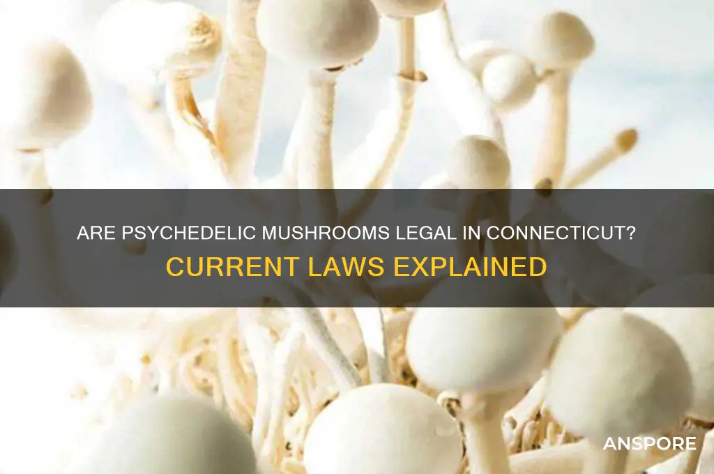 are psychedelic mushrooms legal in connecticut