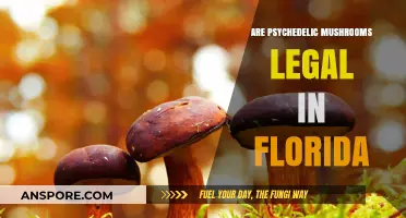 Are Psychedelic Mushrooms Legal in Florida? Current Laws Explained