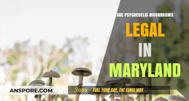 Are Psychedelic Mushrooms Legal in Maryland? Current Laws Explained