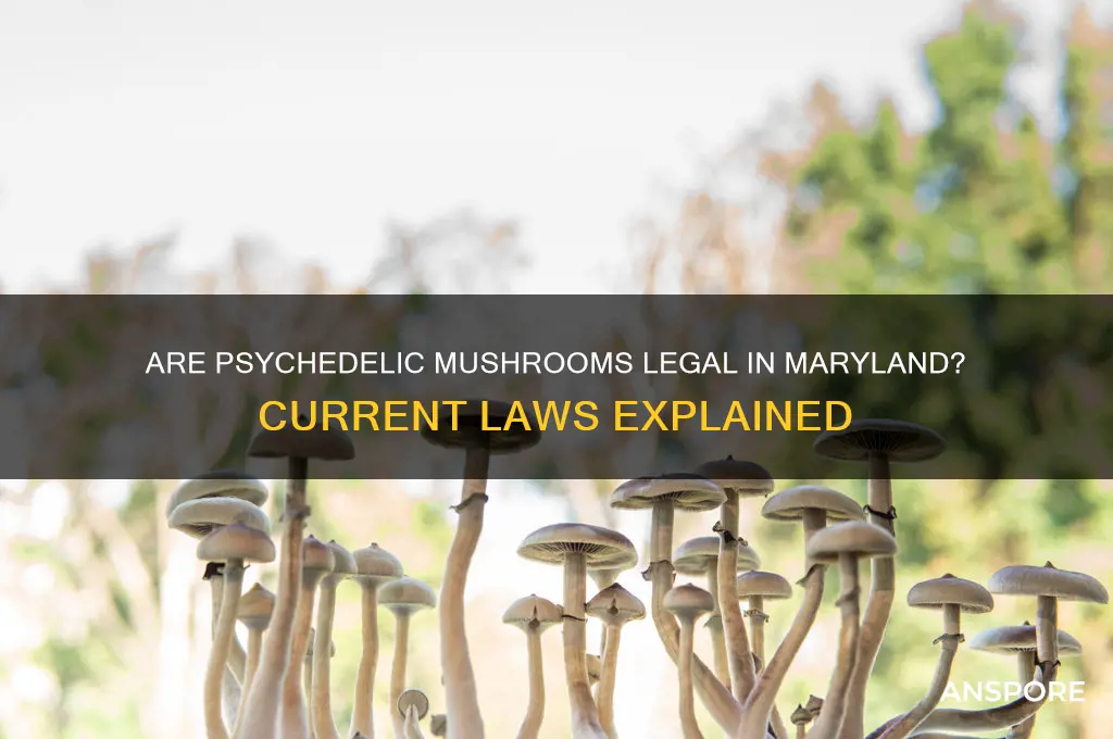 are psychedelic mushrooms legal in maryland