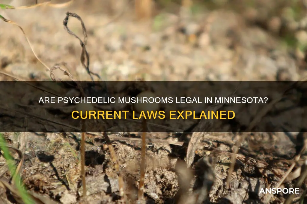 are psychedelic mushrooms legal in minnesota
