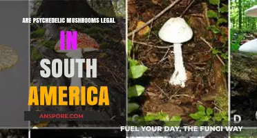 Psychedelic Mushrooms in South America: Legal Status and Cultural Impact