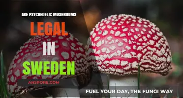 Are Psychedelic Mushrooms Legal in Sweden? Current Laws Explained