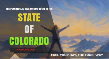 Are Psychedelic Mushrooms Legal in Colorado? Current Laws Explained