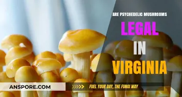 Are Psychedelic Mushrooms Legal in Virginia? Current Laws Explained