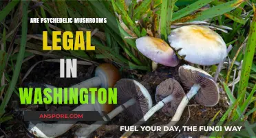 Are Psychedelic Mushrooms Legal in Washington? Current Laws Explained