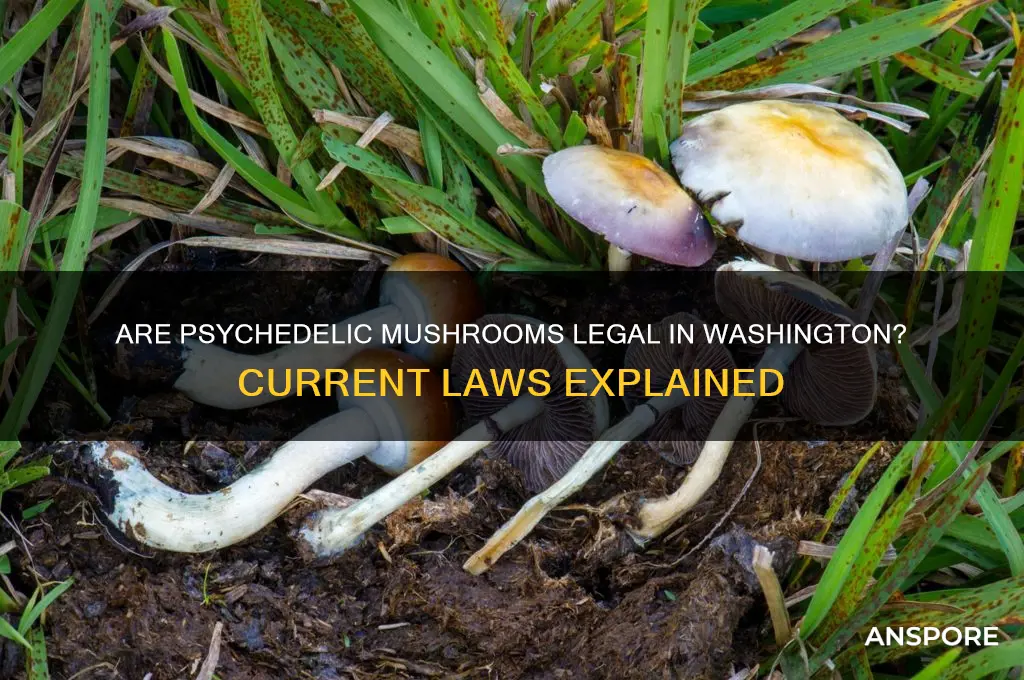 are psychedelic mushrooms legal in washington