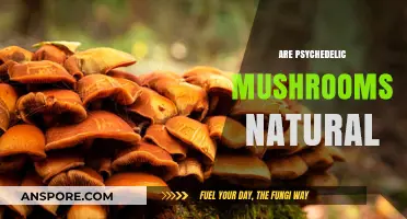 Psychedelic Mushrooms: Nature's Mind-Altering Treat